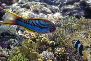 Red sea coral reef landscape with corals and fishes