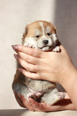 beautiful red shiba inu puppy. little cute dog sleeping, dog, animal, pet, puppy, cute, portrait, canine, white, isolated, brown, domestic, mammal, breed, animals, young, pets, tongue, 