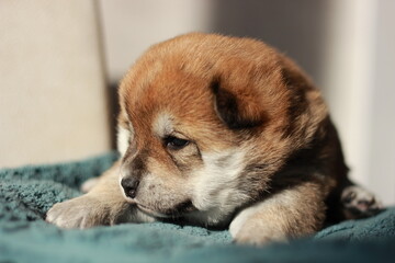 beautiful red shiba inu puppy. little cute dog sleeping, dog, animal, pet, puppy, cute, portrait, canine, white, isolated, brown, domestic, mammal, breed, animals, young, pets, tongue, 