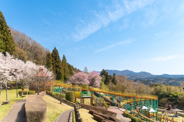 Fototapeta na wymiar 青空に映える満開の桜が咲く倉渕せせらぎ公園