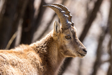 Portrait of an Alpine ibex in the Vercors, France