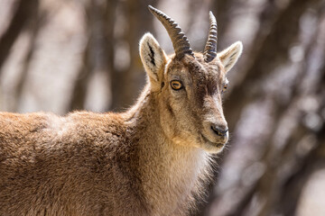 Portrait of an Alpine ibex in the Vercors, France