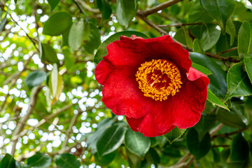 Close up of Camellia flower ‘Kumagai’ in the garden.