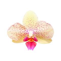 Fototapeta na wymiar Beautiful Phalaenopsis orchid flowers isolated on white background. With clipping path. Tropical flower. Collection of orchid flowers. Element for your design, mockup. Beauty and spa flower 