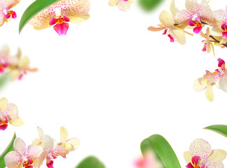 Obraz na płótnie Canvas Delicate branches of Phalaenopsis orchid flowers and green leaves isolated on white background. With clipping path. Tropical Floral background, card with orchids for holiday, March 8, mother's day
