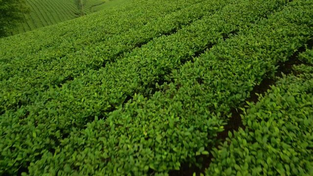 Long coc tea plantation Vietnam. Undulating lumpy waving hills covered in lush green farmland creating a mystic fairytale landscape. Drone reveal fly over.