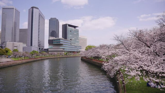 Spring Blossoms in Osaka, Japan. Daini Neya River and Office Buildings