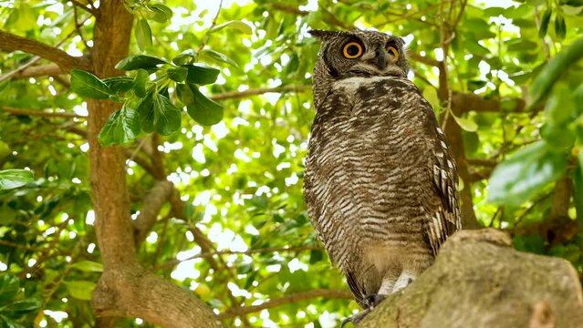 African Eagle-Owl with big yellow eyes piercing intense stare, perched in tree