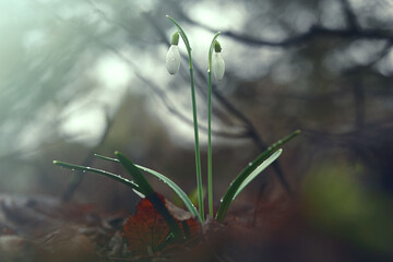 Flowers in the morning