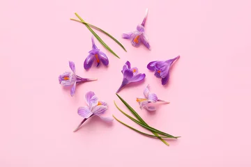Fotobehang Krokus Beautiful Saffron flower on pink background  © Pixel-Shot