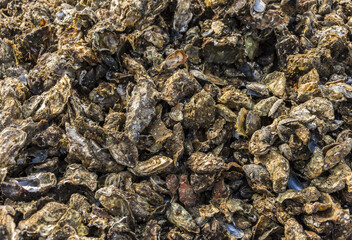 Oyster shells texture