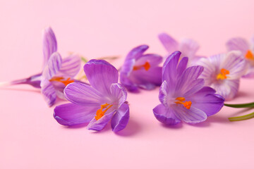 Naklejka na ściany i meble Beautiful Saffron flower on pink background, closeup