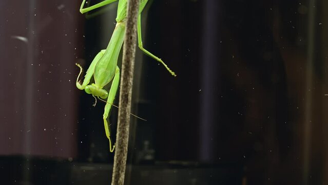 Green mantis on glass in an aquarium. The praying mantis washes and cleans its paws. Macro photography, close-ups. High quality 4k footage