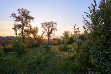 Fototapeta na wymiar Morning landscape in the countryside of Rome, Italy