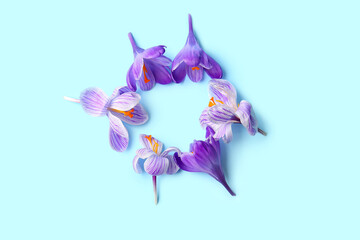 Fototapeta na wymiar Frame made of beautiful Saffron flowers on blue background