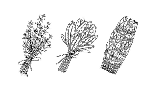 Herbal bunches. Set of hand drawn leaf seasonings. Vector illustration in sketch style.