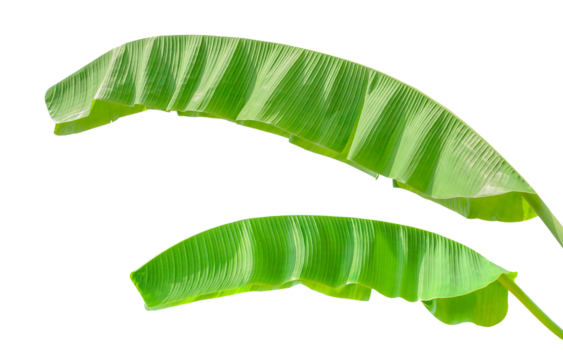 banana leaf isolated on transparent background. File contains a clipping path. Tropical plant foliage with visible texture. Pollution free symbol. Close up, copy space. png file.