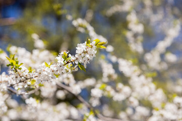 Selective focus of beautiful branches of white Cherry blossoms on the tree under blue sky, Beautiful Sakura flowers during spring season in the park, Floral pattern texture, Nature background.