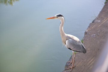 水辺に立つアオサギ