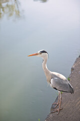 水辺に立つアオサギ