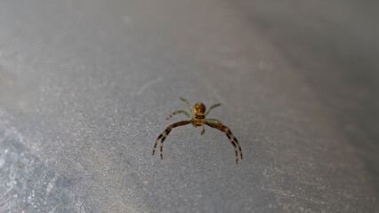 A crab spider is looking at the camera, it has the most beautiful eyes