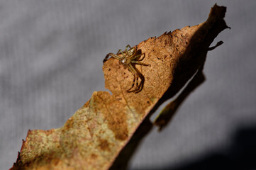 Diaea ambara is a crab spider endemic to Aotearoa New Zealand