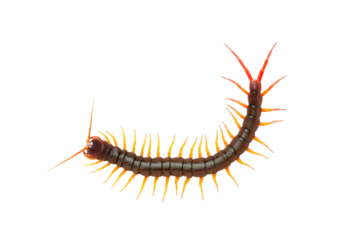 Centipede (Scolopendra sp.) Giant centipede isolated on transparent background. The top view of a living centipede, high resolution images shot in a studio room. png file.