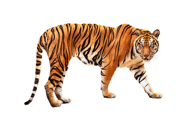 royal tiger (P. t. corbetti) isolated on on transparent background. png file. clipping path...