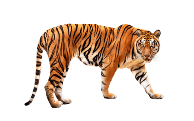 royal tiger (P. t. corbetti) isolated on on transparent background. png file. clipping path included. The tiger is staring at its prey. Hunter concept.