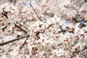 Beautiful blossoming branch outdoors, closeup