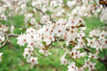 Beautiful blossoming branch outdoors, closeup