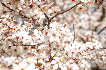 Beautiful blossoming tree on spring day, closeup
