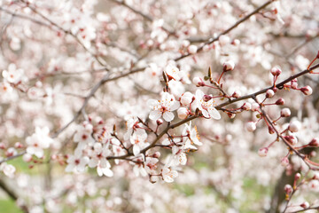 Beautiful blossoming branch outdoors, closeup
