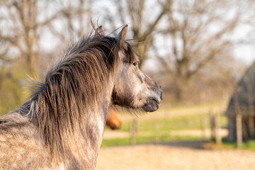 Beautiful grey pony in paddock paradise
