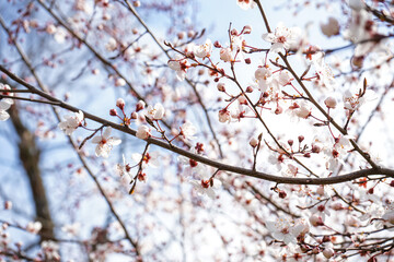 Beautiful blossoming branches outdoors, closeup