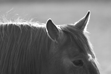 black and white horse ears pointing back and forward calm state of mind