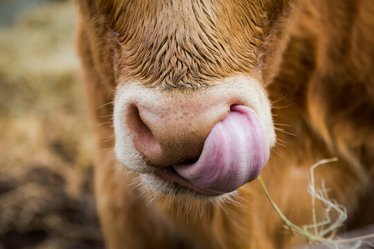 close up of a cow nose with tonque