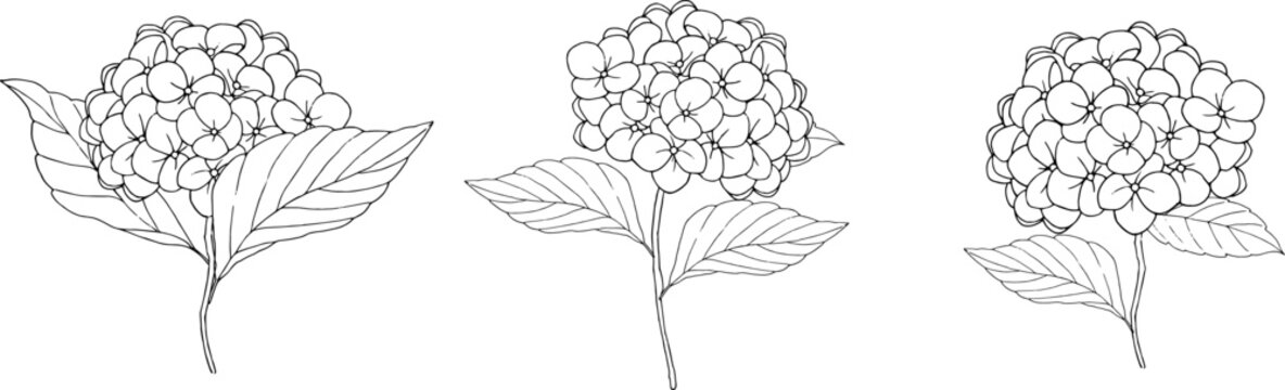 ペンで描いた紫陽花の線画イラスト