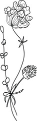 Linear wildflowers bouquet. Summer meadow line art wildflowers, herbs and stems. 