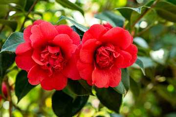 Fototapeta premium Camellia japonica ‘Jikko’ flower in the garden.