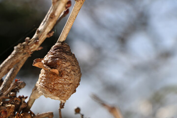 藤の枝に付いたカマキリの卵