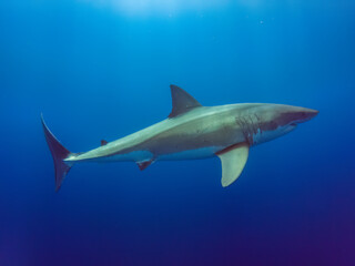 Weisser Hai mit Lichtstrahlen von oben in Isla Guadalupe