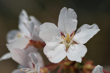春の日の桜の花びら