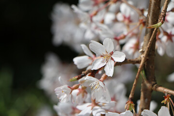 満開の桜の花