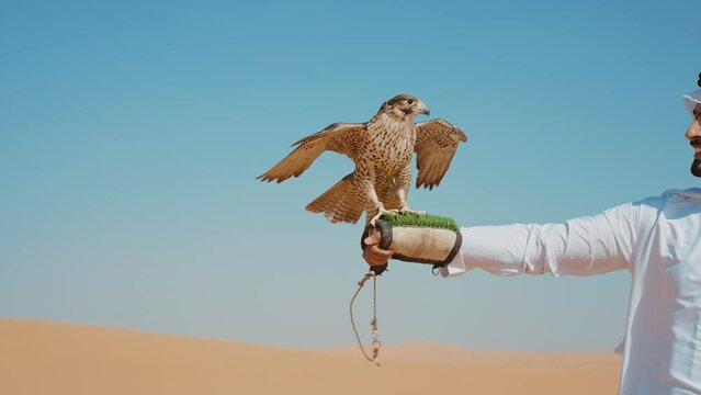 Falconer training his falcon bird in the desert of Dubai. Locals spending time on the dunes in Sharjah. Concept about traveling in the united arab emirates