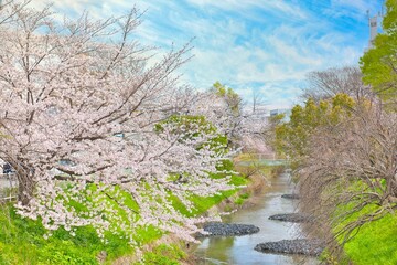 Cherry Blossoms along the Horikawa River in Nagoya