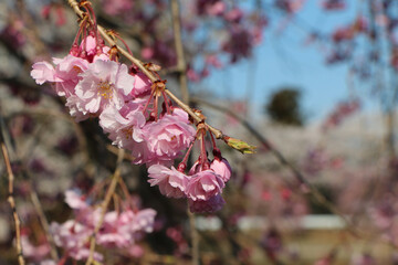 青空を背景に春の花を咲かせる河津桜