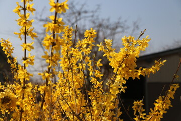 春の日差しを浴びて輝く満開のレンギョウ