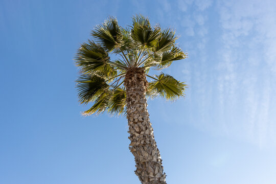 King palms with a blue sky background on the Santa Monica beach in California USA taken on February 5th 2023