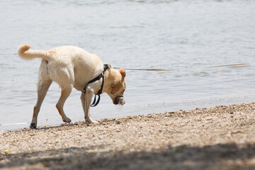 dog running on the polluted beach